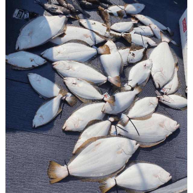 [아라호] 5월 29일 조황