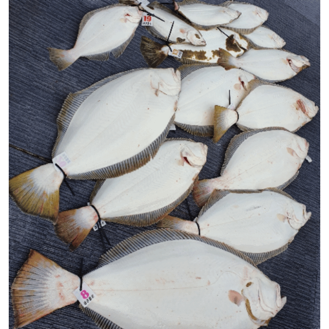 [아라호] 5월 21일 조황