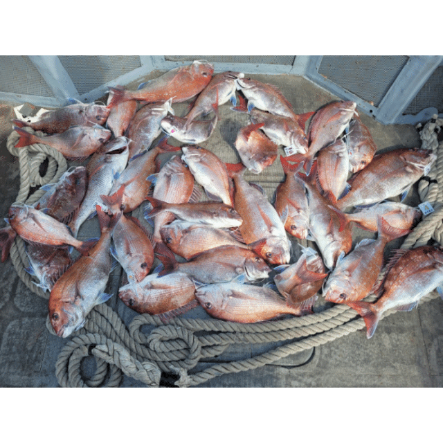 [아라2호] 5월 17일 조황