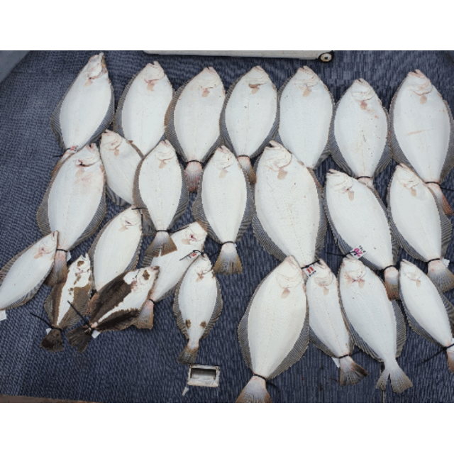 [아라호] 5월 18일 조황