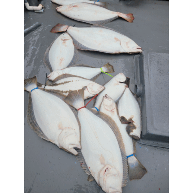 [아라3호] 5월 28일 조황