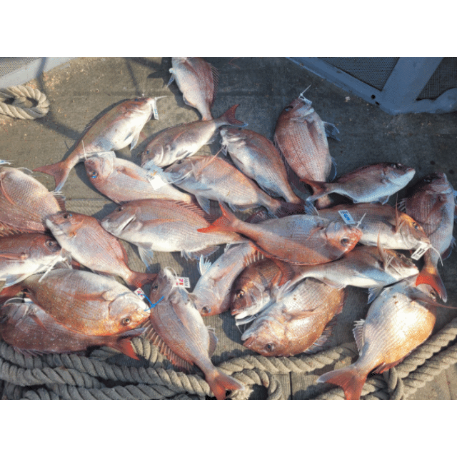 [아라2호] 5월 19일 조황