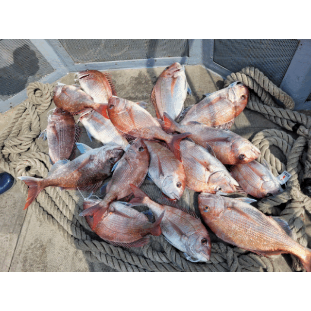 [아라2호] 5월 22일 조황