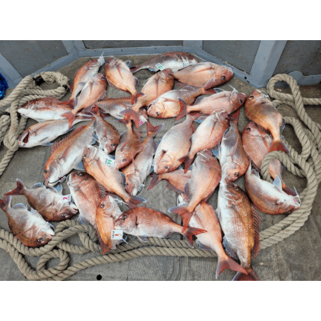 [아라2호] 5월 24일 조황