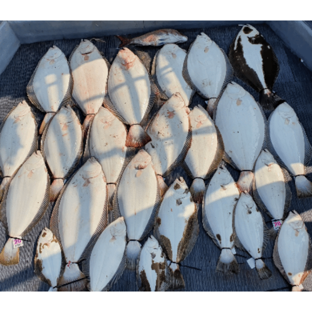 [아라호] 5월 19일 조황