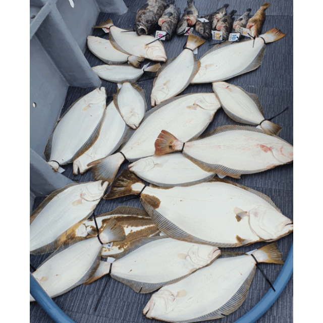 [아라호] 5월 28일 조황