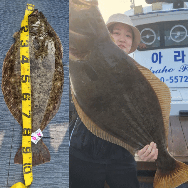 [아라호] 5월 17일 조황