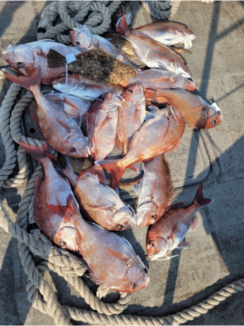 [아라2호] 5월 31일 조황