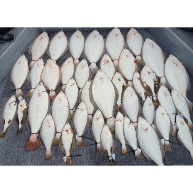 [아라호] 5월 13일 조황