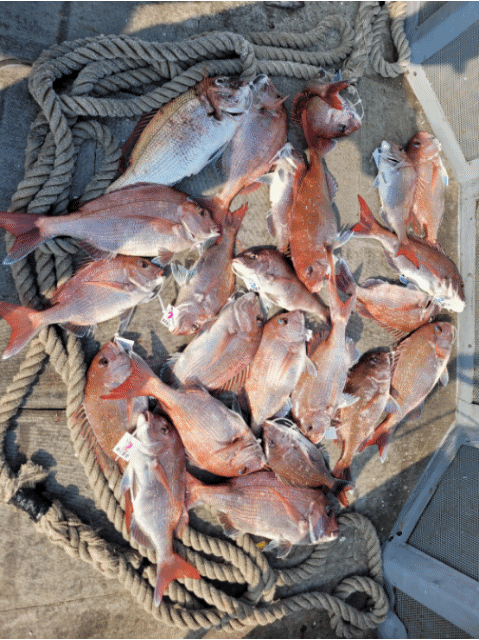 [아라2호] 5월 29일 조황