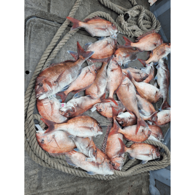 [아라2호] 5월 18일 조황