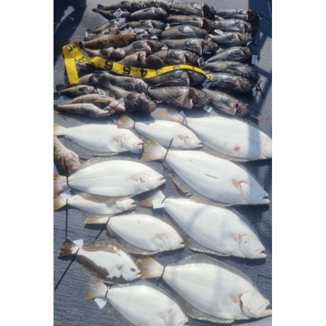 [아라호] 5월 31일 조황