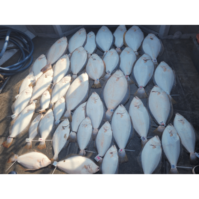 [아라2호] 5월 11일 조황