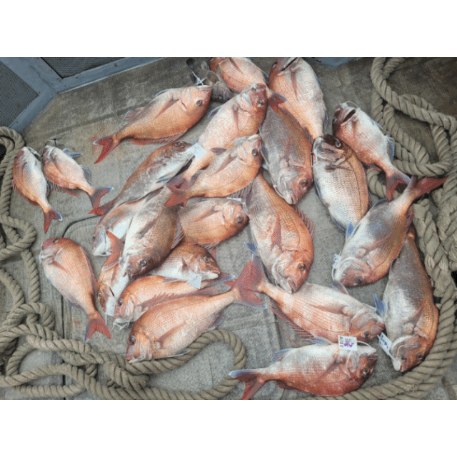 [아라2호] 5월 27일 조황