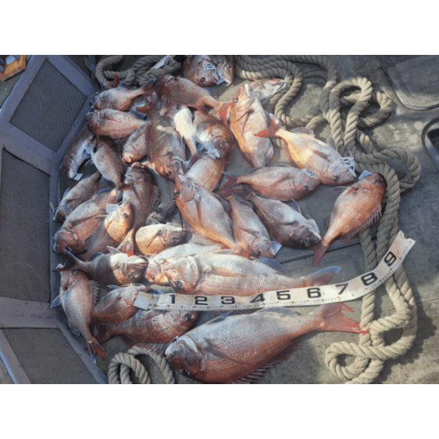 [아라2호] 5월 25일 조황