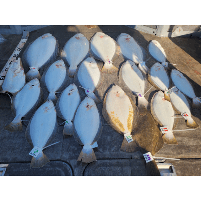 [아라2호] 5월 1일 조황