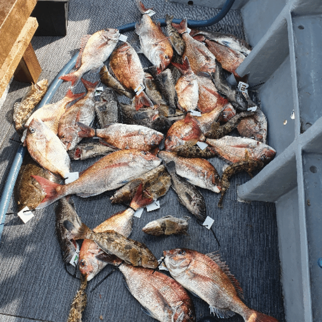 [아라호] 6월 2일 조황