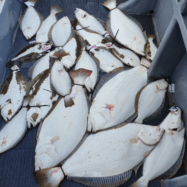 [아라호] 6월 6일 조황