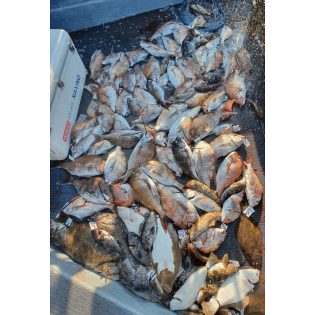 [아라호] 6월 11일 조황