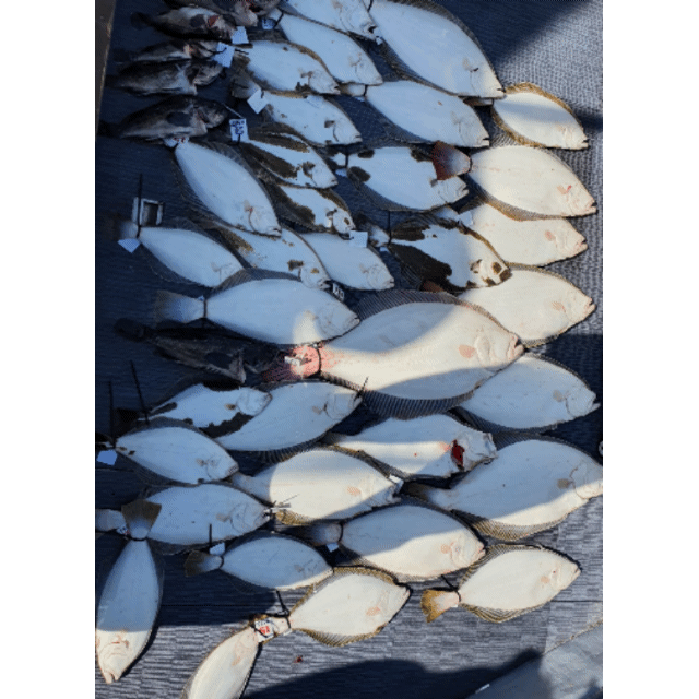 [아라호] 6월 3일 조황(독선출조)