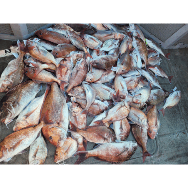 [아라2호] 6월 11일 조황