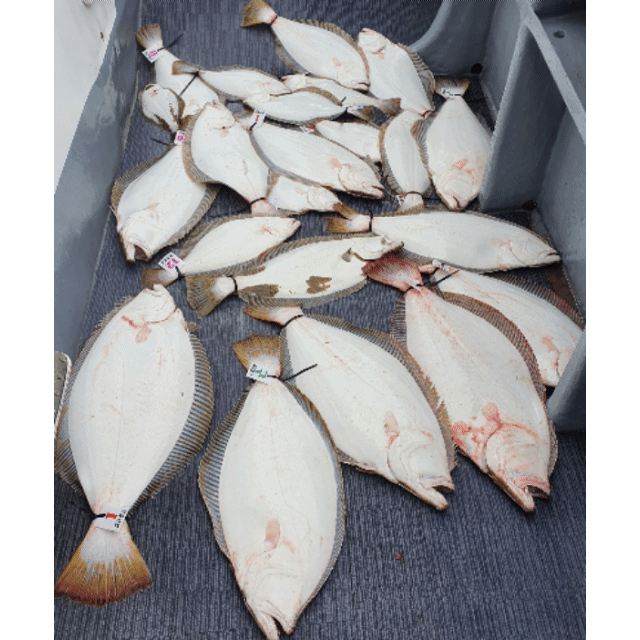 [아라호] 6월 10일 조황