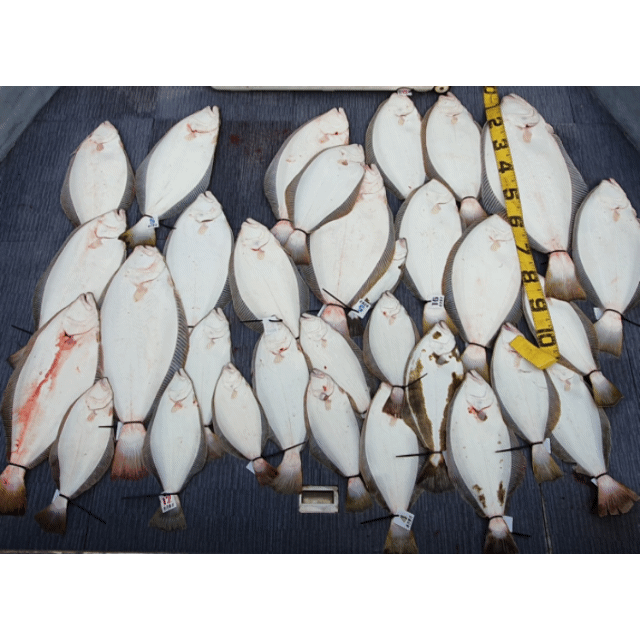 [아라호] 6월 17일 조황