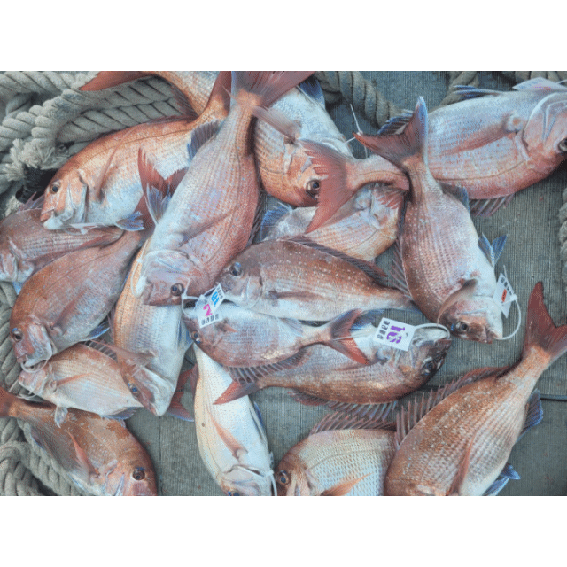 [아라2호] 6월 3일 조황