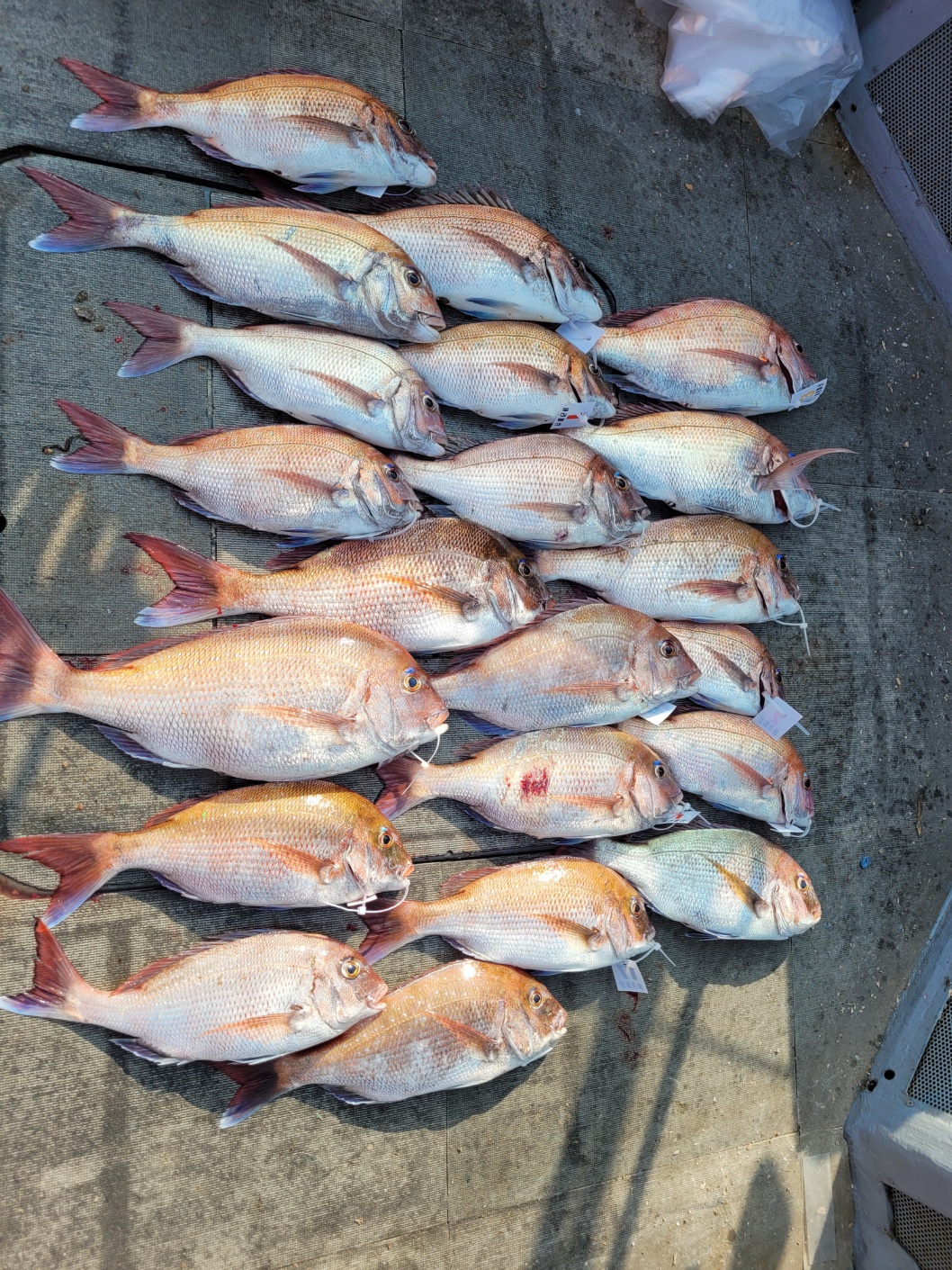 [아라2호] 6월 23일 조황