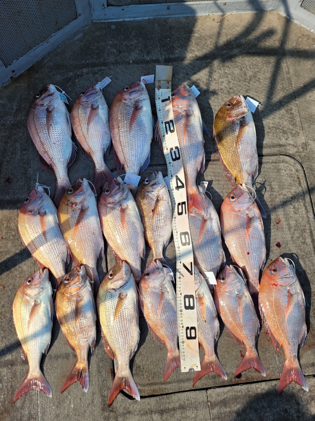 [아라2호] 6월 24일 조황