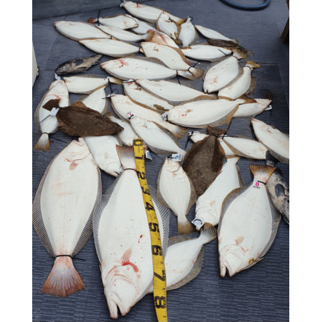 [아라호] 6월 12일 조황