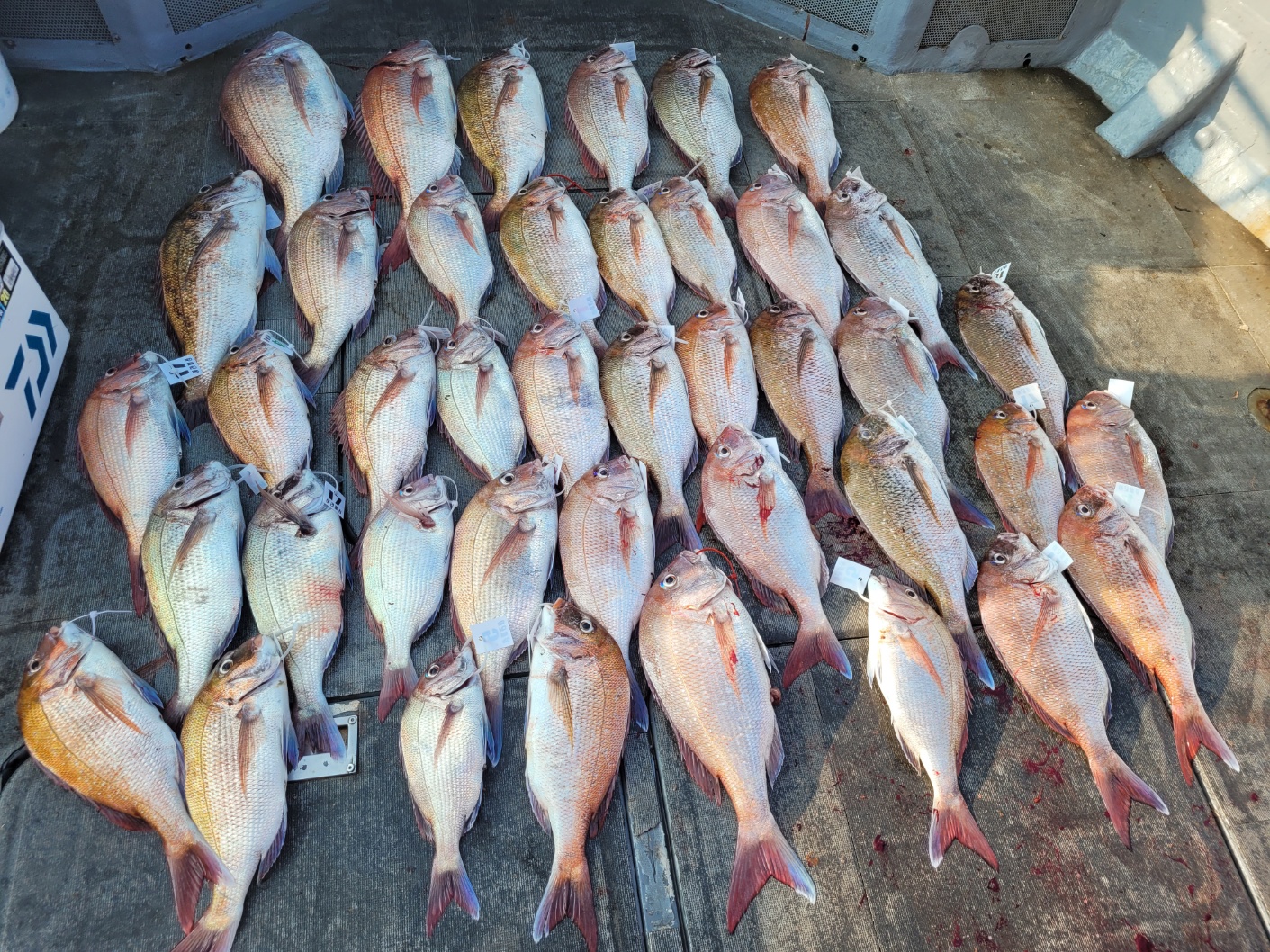 [아라2호] 6월 30일 조황