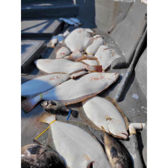 [아라3호] 6월 11일 조황