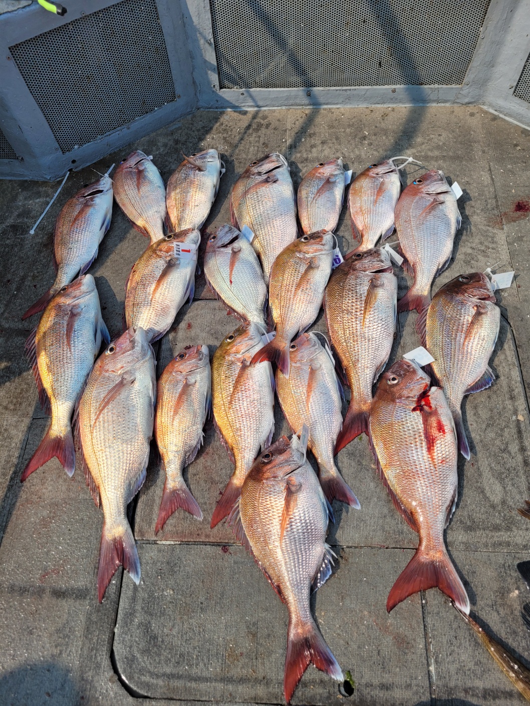 [아라2호] 6월 19일 조황