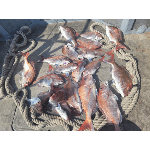 [아라2호] 6월 4일 조황