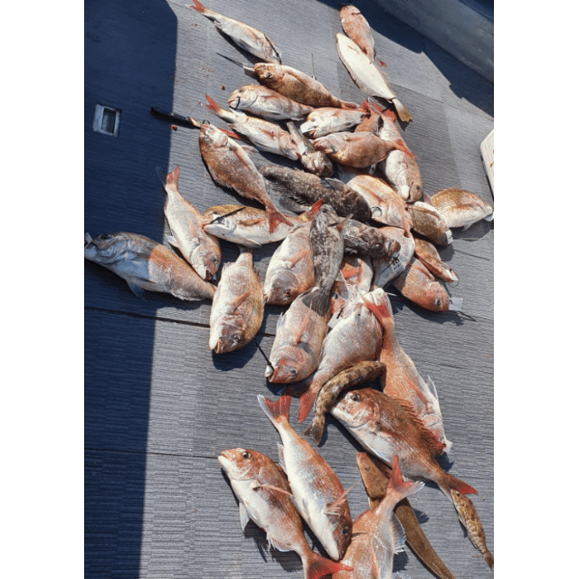 [아라호] 6월 16일 조황