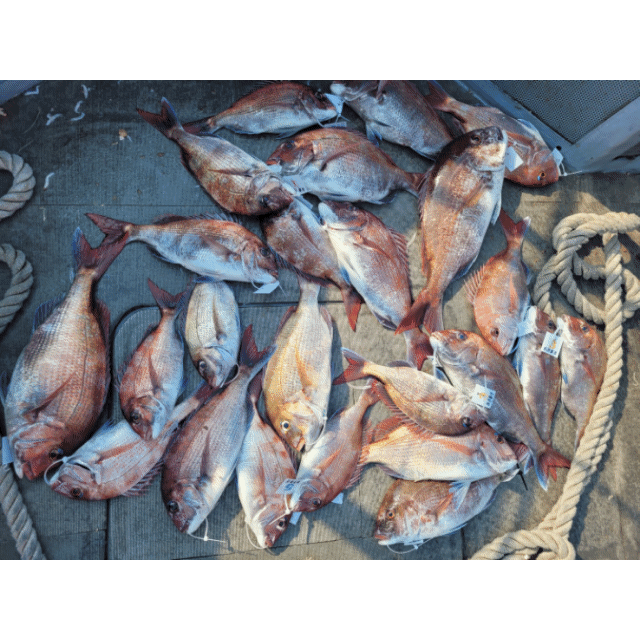 [아라2호] 6월 6일 조황