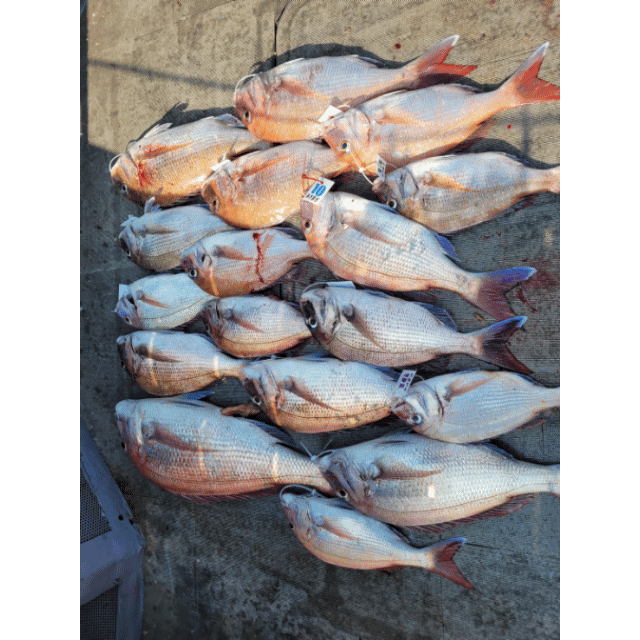 [아라2호] 6월 27일 조황