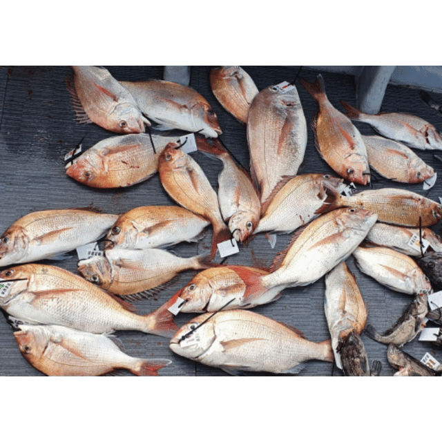 [아라호] 6월 13일 조황