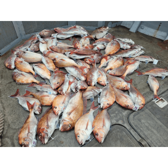 [아라2호] 6월 10일 조황