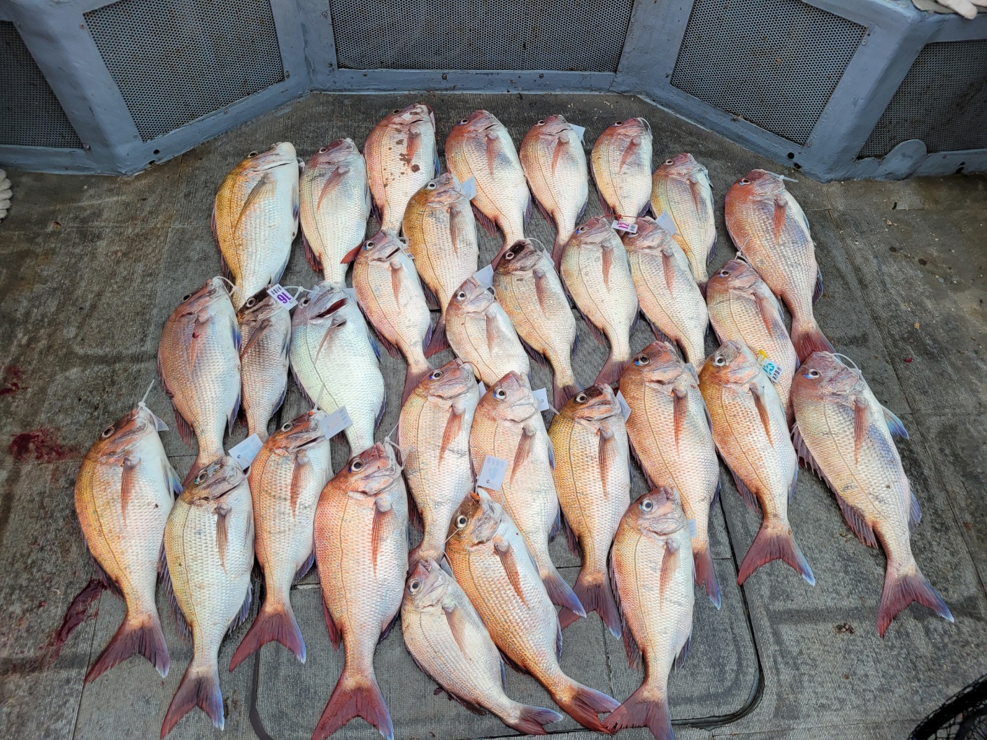 [아라2호] 6월 28일 조황