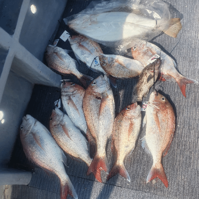 [아라호] 6월 23일 조황