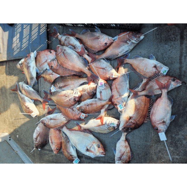 [아라2호] 6월 18일 조황