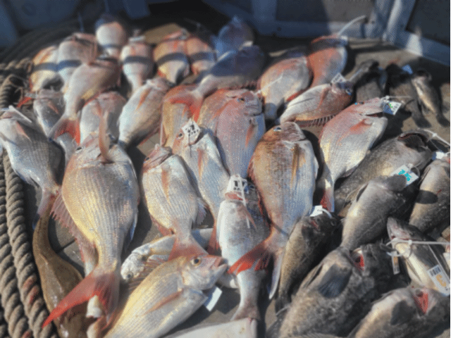 [아라2호] 6월 16일 조황