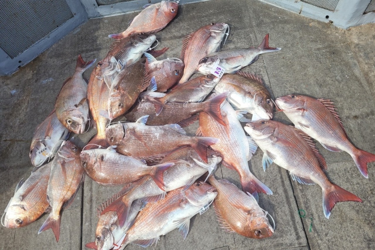 [아라2호] 7월 2일 조황