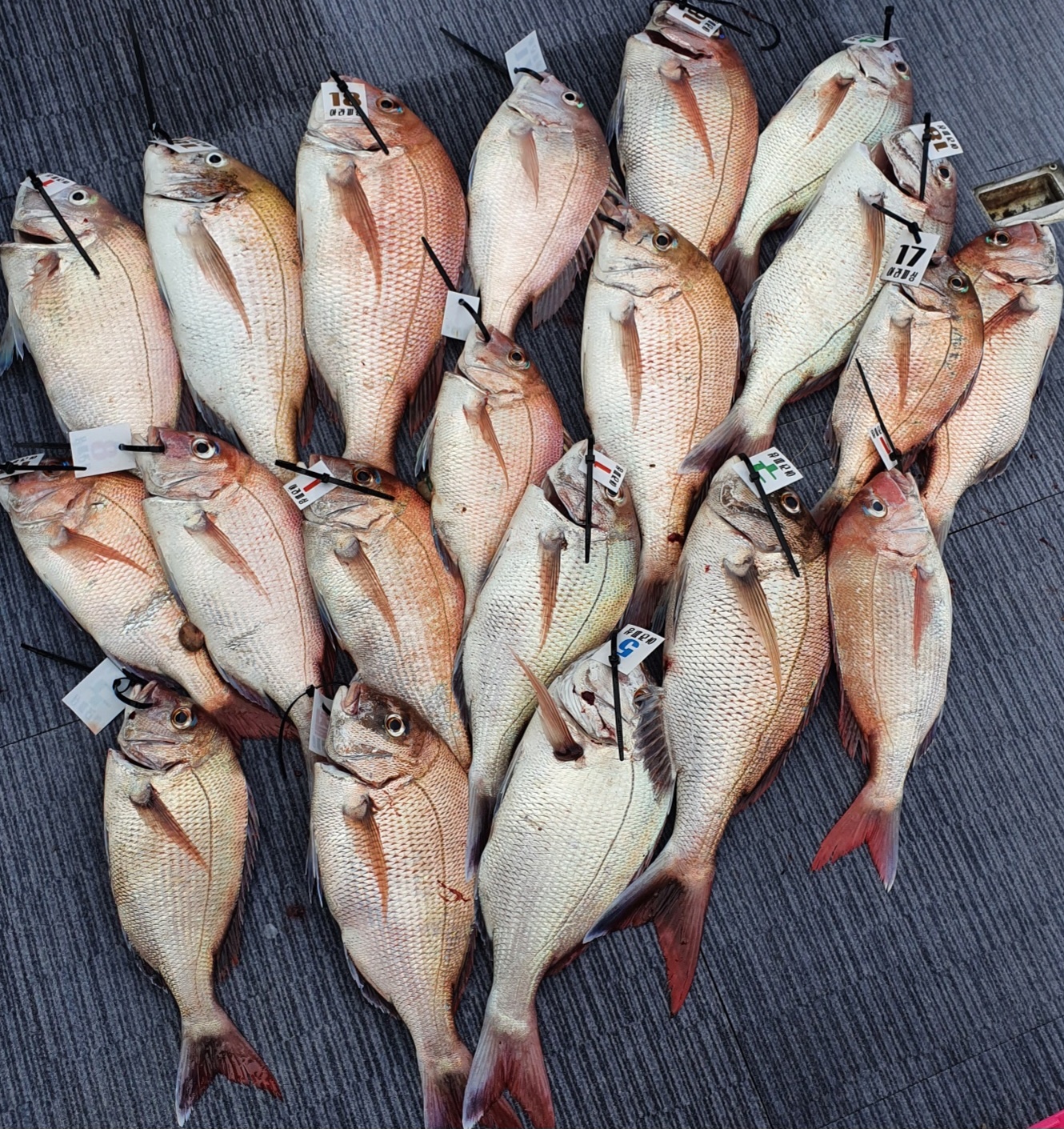 [아라호] 7월 16일 조황