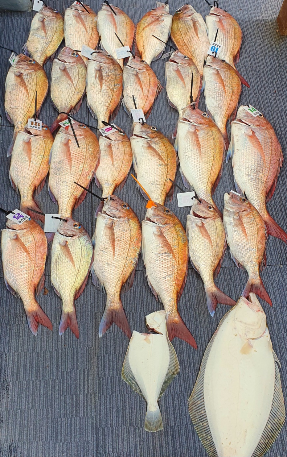 [아라호] 7월 8일 조황