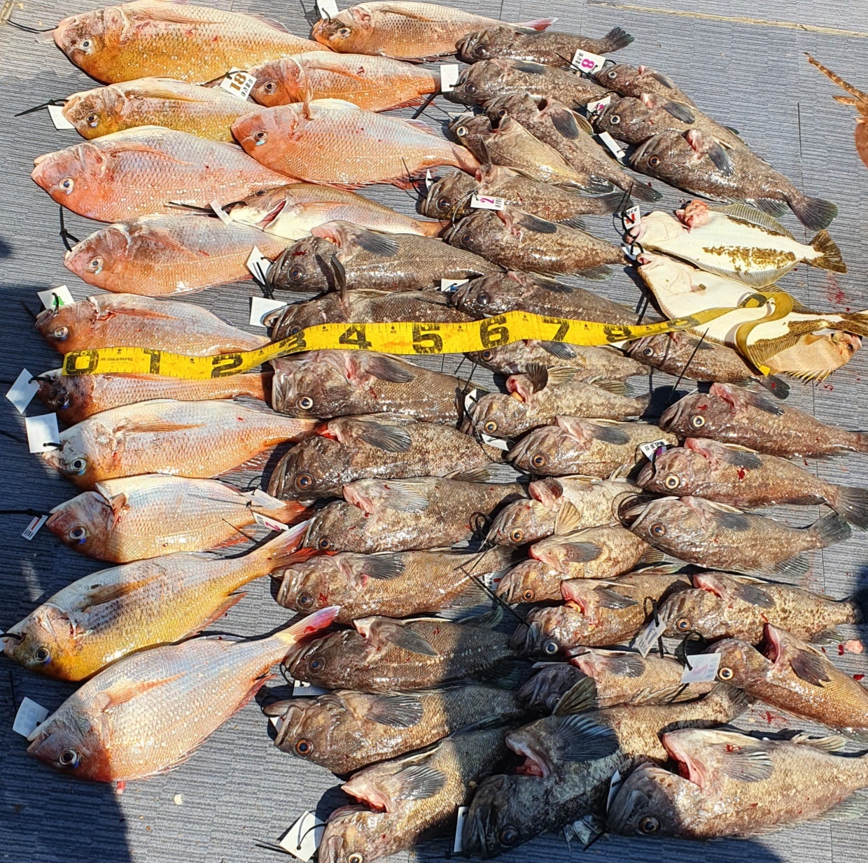 [아라호] 7월 1일 조황