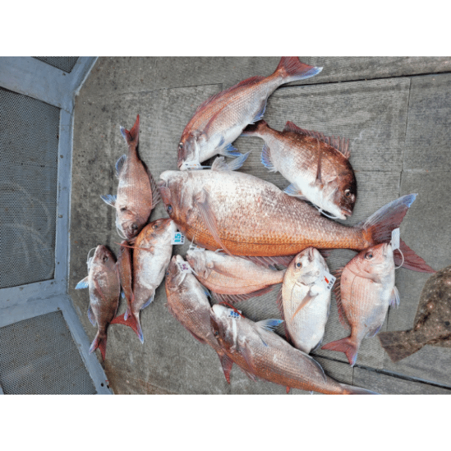 [아라2호] 7월 9일 조황