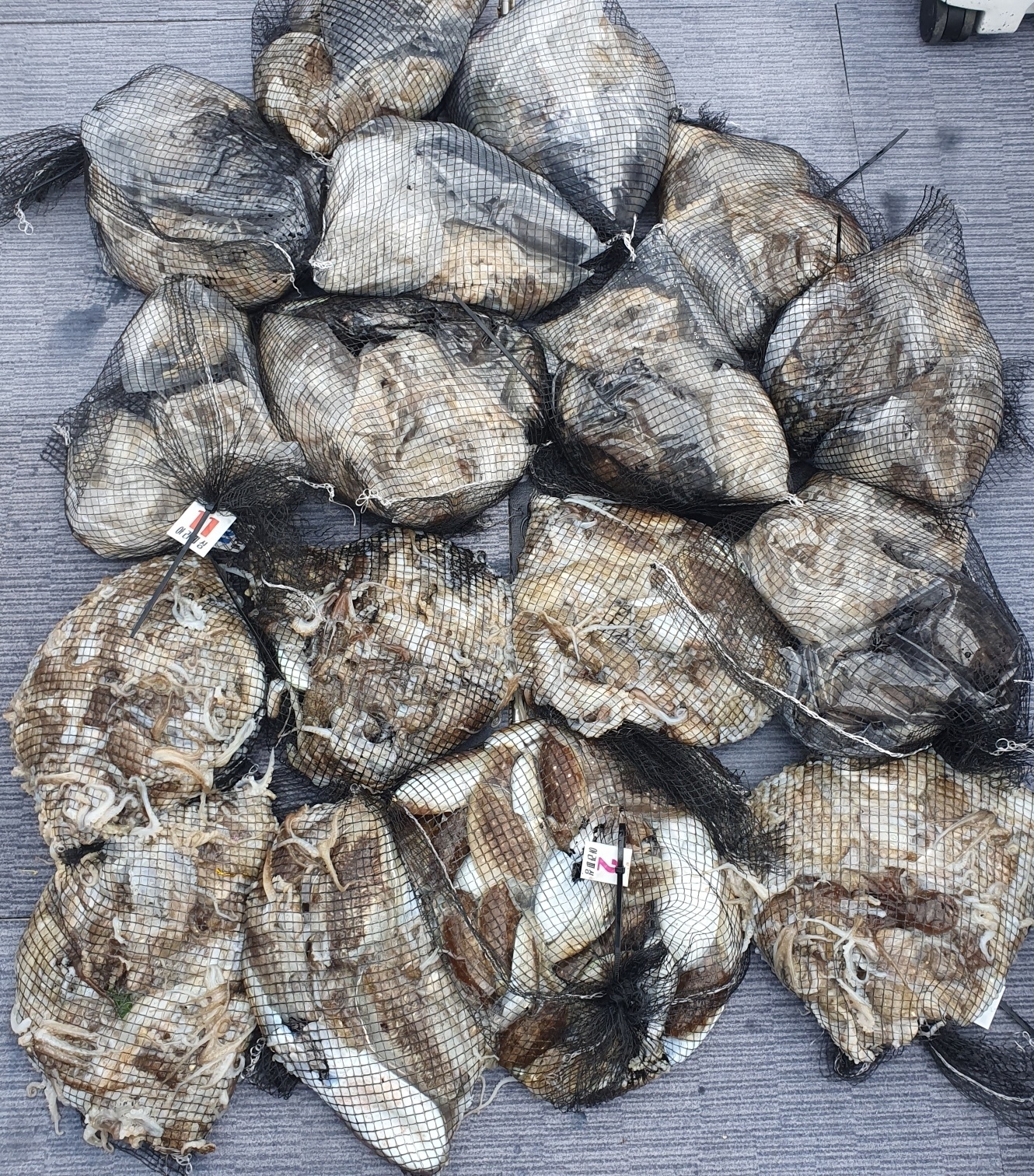 [아라호] 9월 21일 조황